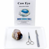 Cow Eye Dissection Kit | Homesciencetools.com