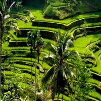 Idyllic Bali Tour - Pacific Holidays